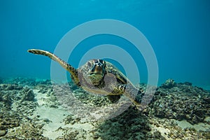 Sea Turtle Underwater