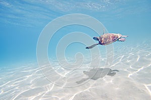 Sea turtle underwater