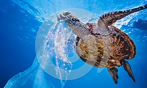 Sea turtle underwater on blue water background