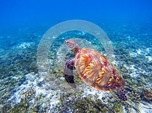 Sea turtle underwater closeup. Green sea turtle closeup. Endangered species of tropical coral reef.