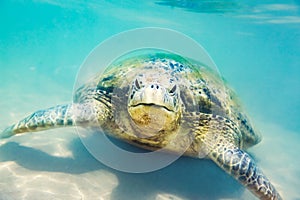 Sea turtle underwater at Hikkaduwa beach