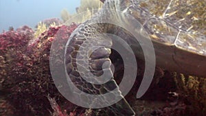 Sea turtle underwater lagoon of ocean on Galapagos.