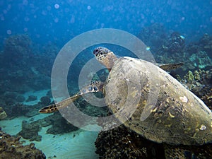 Sea turtle underwater photo