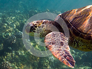 Sea turtle underwater photo