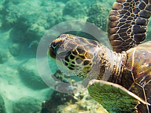 Sea turtle underwater photo