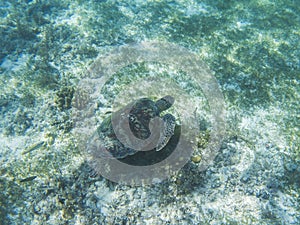 Sea turtle underwater photo. Green sea turtle swimming. Wildlife of tropical coral reef. Sea tortoise in open water