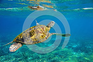 Sea turtle underwater photo. Marine green sea turtle closeup. Wildlife of tropical coral reef.