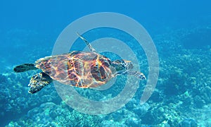 Sea turtle underwater photo. Tropical seashore diving banner template. Summer vacation travel card. Marine animal