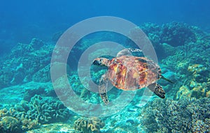 Sea turtle underwater photo. Tropical seashore diving banner template. Summer vacation travel card. Marine animal