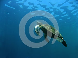 sea turtle Up for air sipadan borneo