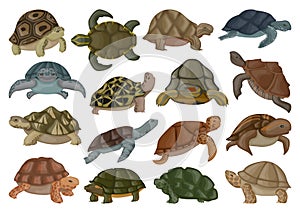 Sea turtle vector illustration on white background .Tortoise of animal vector cartoon set icon. Isolated cartoon set