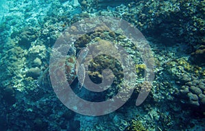 Sea turtle in water. Marine tortoise in wild nature. Green turtle in coral reef underwater photo.