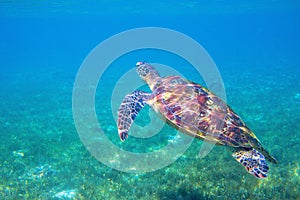 Sea turtle by water surface. Olive green turtle underwater photo. Beautiful marine animal in natural environment