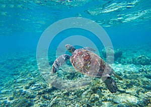 Sea turtle in water. Swimming sea turtle in blue water. Sea tortoise snorkeling photo.