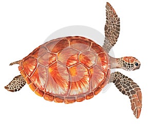 Sea turtle watercolor illustration on white background. Marine tortoise drawing.