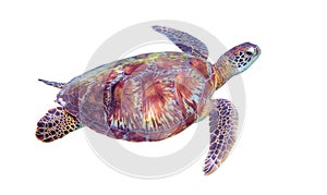 Sea turtle on white background. Marine tortoise isolated. Green turtle photo clipart.