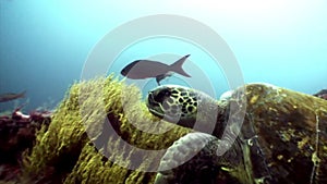 Sea turtle with yellow tortoiseshell underwater lagoon of ocean on Galapagos.