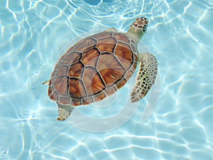 Sea_turtle02 photo
