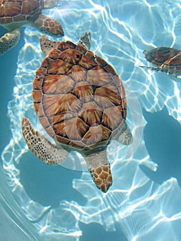 Sea_turtle03 photo