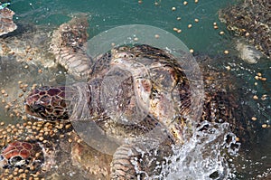 Sea Turtles