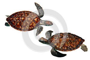 Sea Turtles img