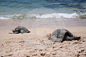 Sea Turtles img