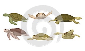 Sea Turtles from Different Perspectives Isolated on White Background Vector Set