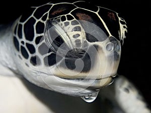 Sea turtles head