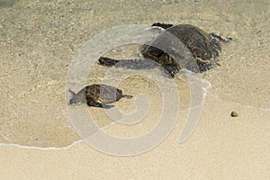 Sea turtles at Hookipa Beach Maui