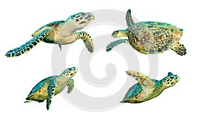 Sea turtles isolated