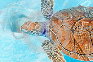 Sea turtles looking from the water in the reserve