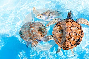 Sea turtles looking from the water in the reserve