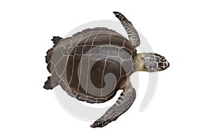 Sea turtles or Marine turtles isolated