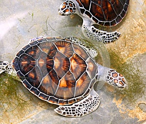 Sea turtles in img