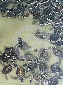 sea turtles in the pool