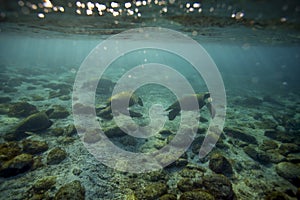 Sea turtles relaxing underwater