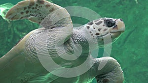 Sea Turtles Reptiles And Wildlife