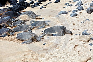 Sea turtles gather on sandy beach