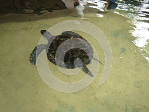 Sea Turtles in Sri Lanka