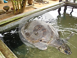 Sea turtles of Sri Lanka
