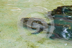 Sea turtles that swam to the shores of Beachcomber Island in Fiji