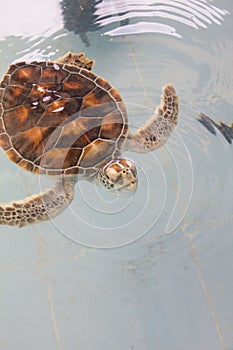 Sea turtles swim