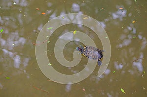 Sea turtles swim in the water park