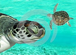 Sea Turtles Swimming img