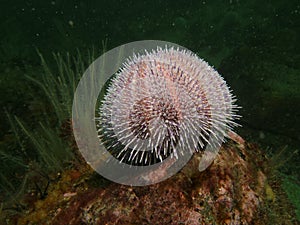 Sea ucrhin (Paracentrotus lividus)