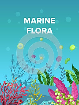 Sea underwater marine background. Marine sea bottom with aqua plants, coral reef underwater seaweed plants, ocean plants, algae,