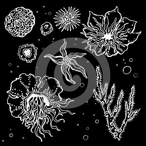 Sea underwater plants and flowers. Decorative white vector icons on black background.