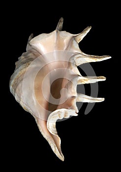 Sea unusual cockleshell