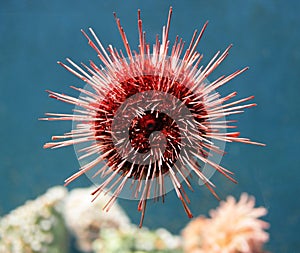 Sea-urchin 1