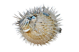 Sea-urchin